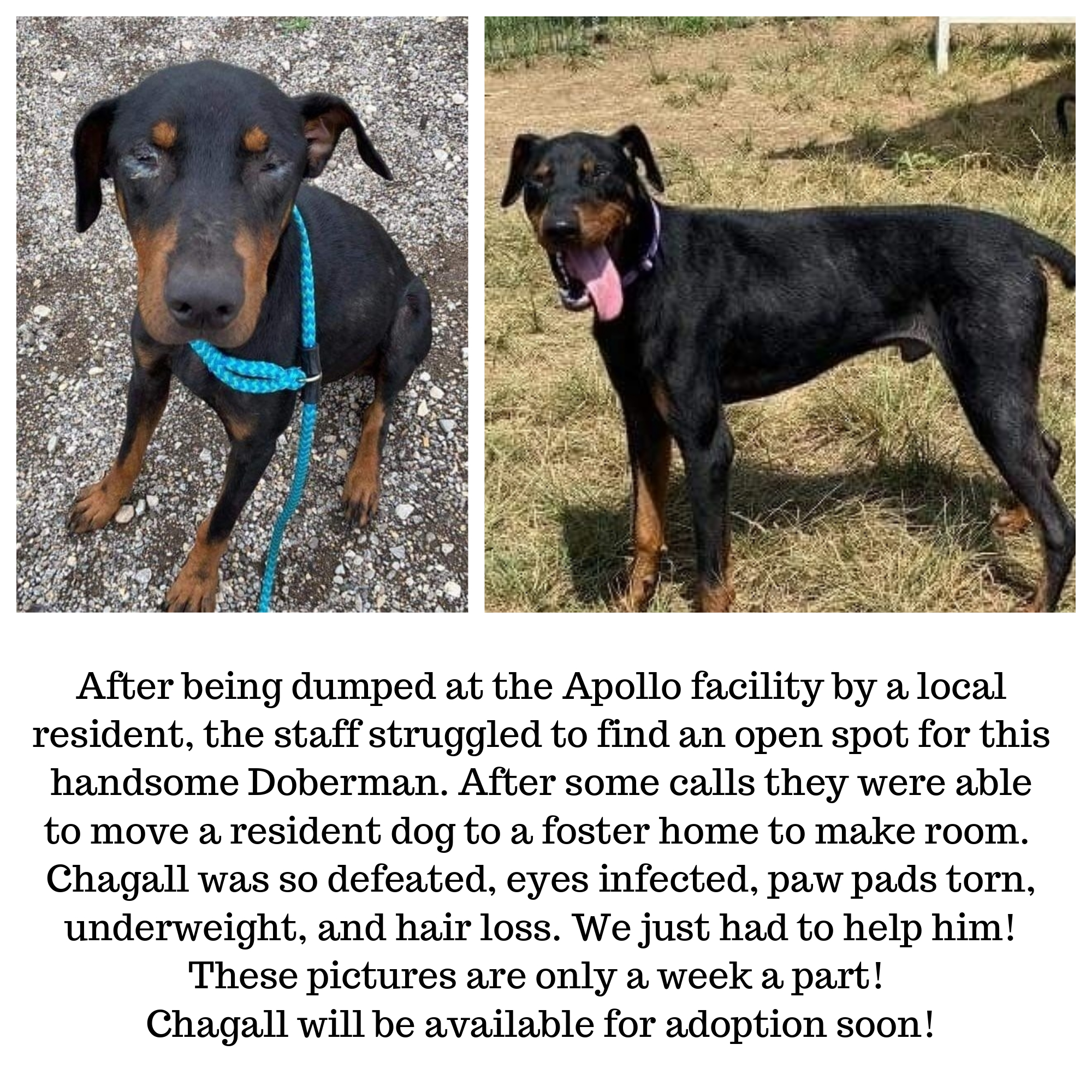 Apollo Support & Rescue Inc - GuideStar Profile