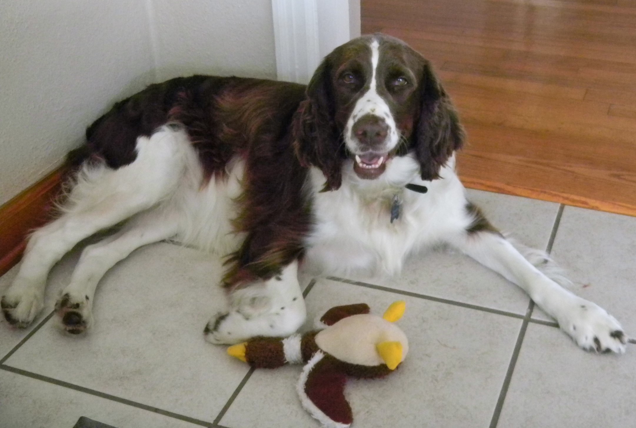 English Springer Rescue America Inc - GuideStar Profile