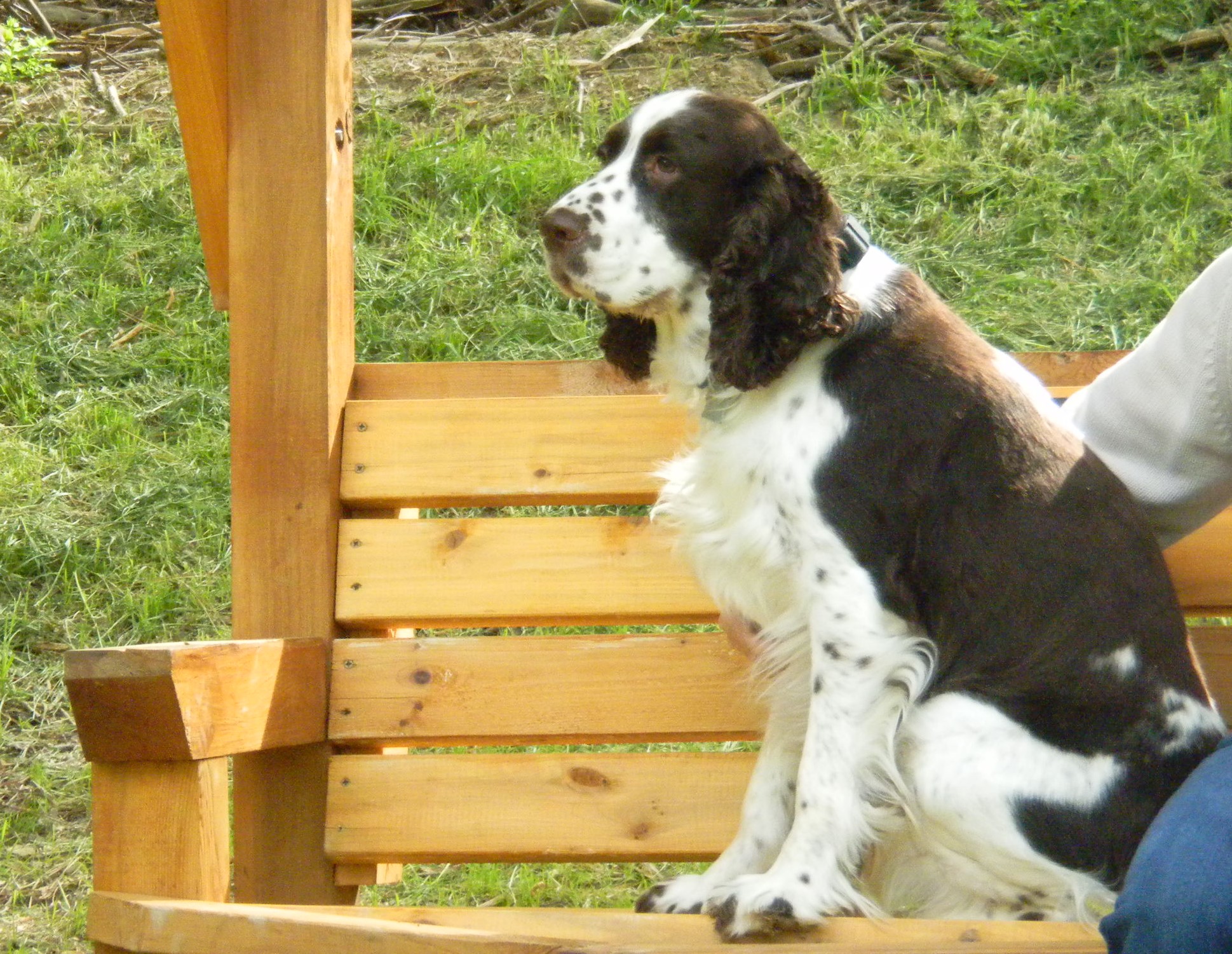 English Springer Rescue America Inc - GuideStar Profile