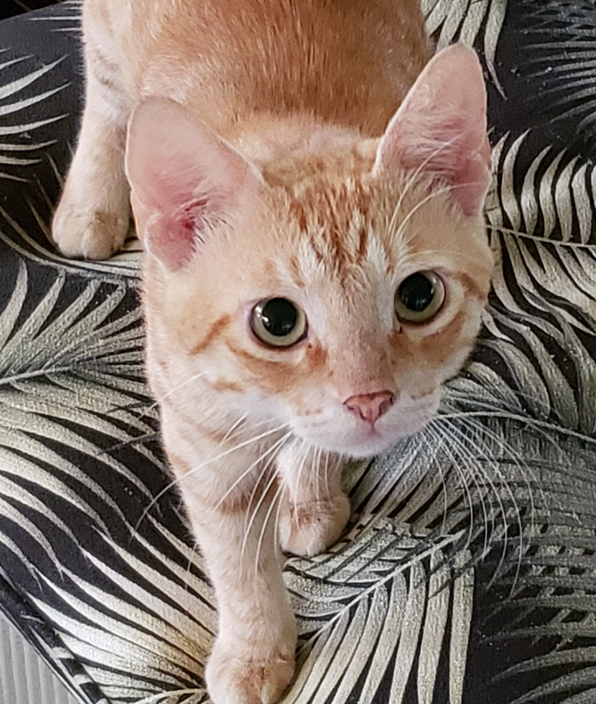 Popoki Place Oahu Cat Sanctuary - GuideStar Profile