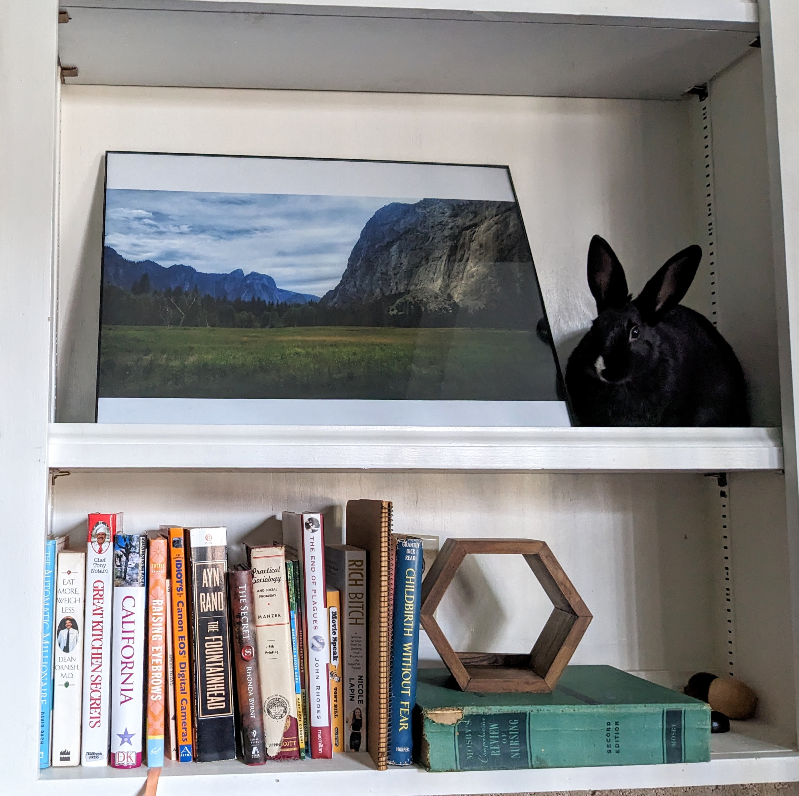 HOUSE RABBIT SOCIETY - GuideStar Profile