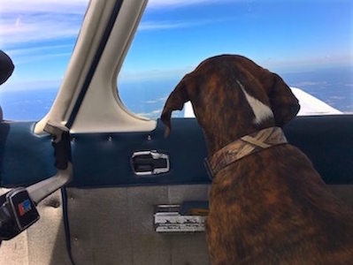 Flying Fur Animal Rescue