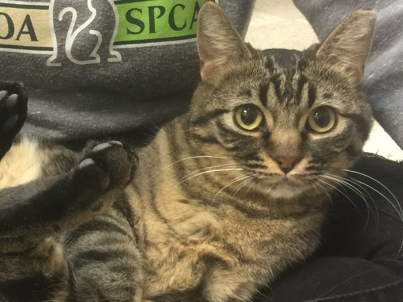 Four puppies rescued from Mojave Desert up for adoption on Thursday, image size:1280x959