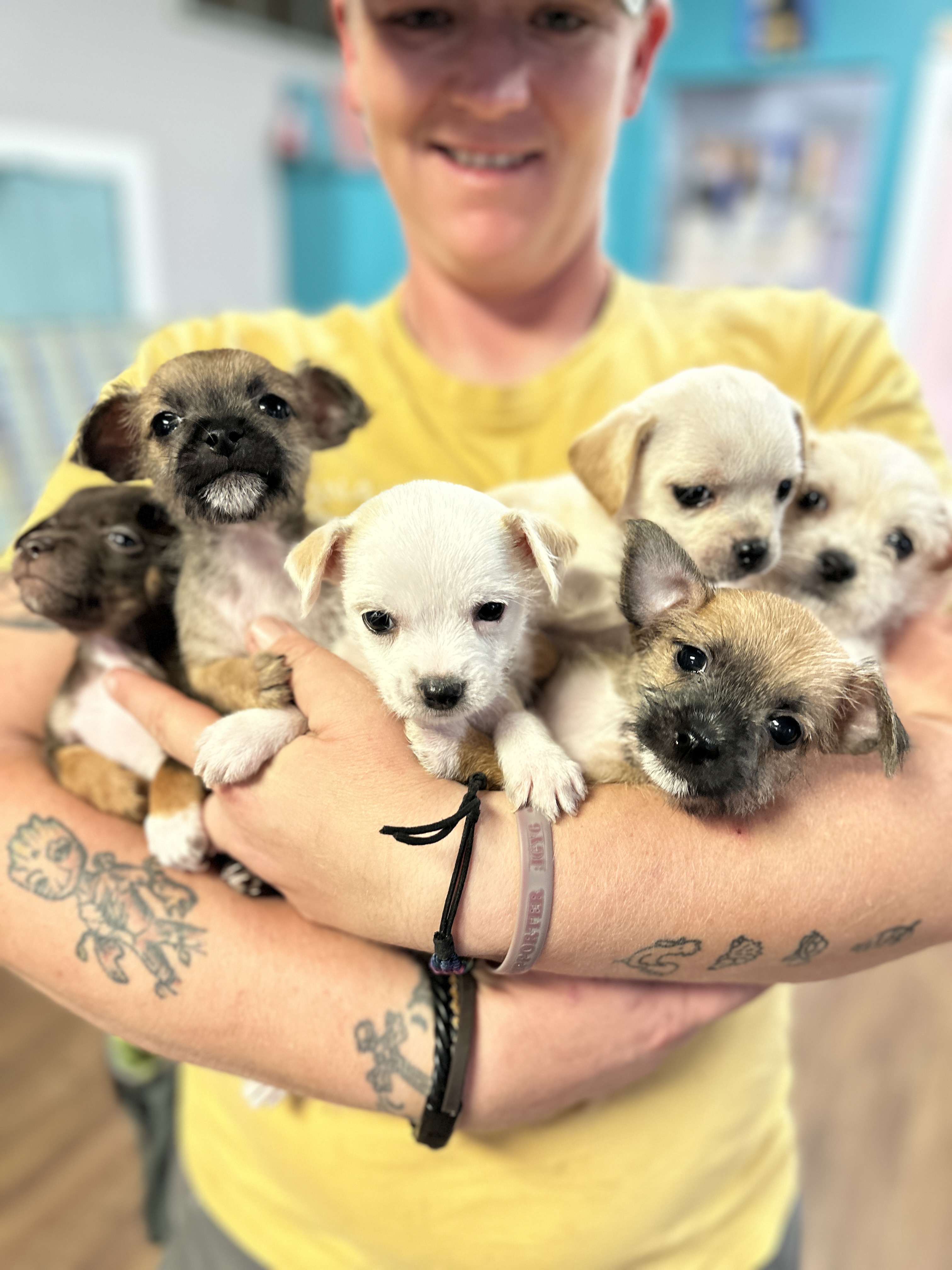 Runaways Animal Rescue - GuideStar Profile