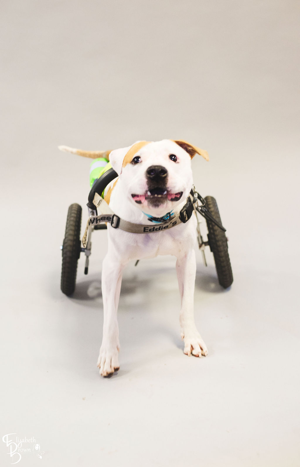 Runaways Animal Rescue - GuideStar Profile