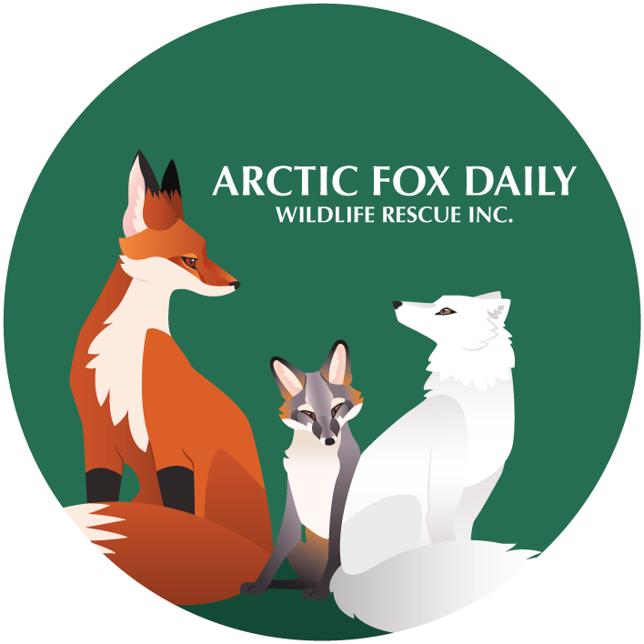 Arctic Fox Daily Wildlife Rescue Inc