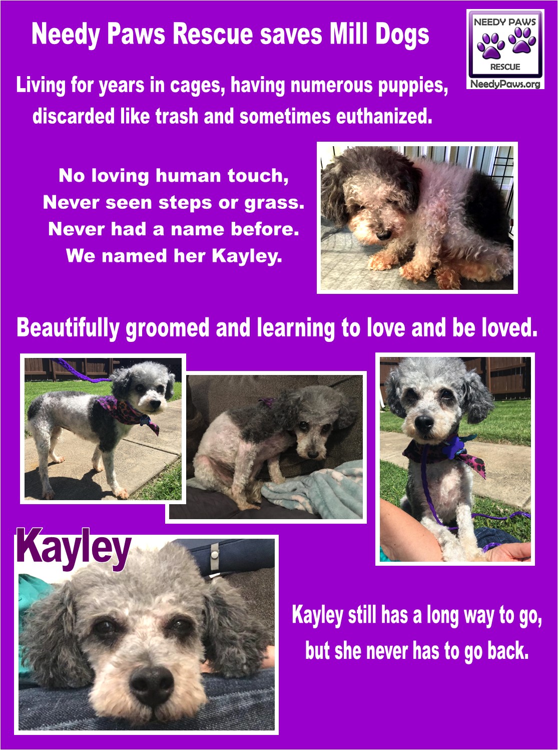 Needy Paws Rescue - GuideStar Profile