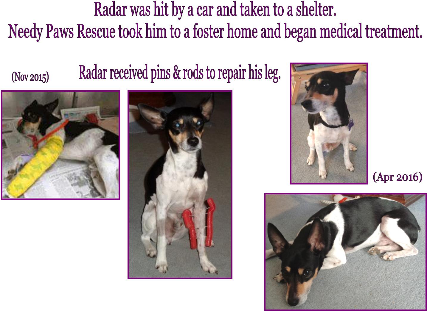 Needy Paws Rescue - GuideStar Profile