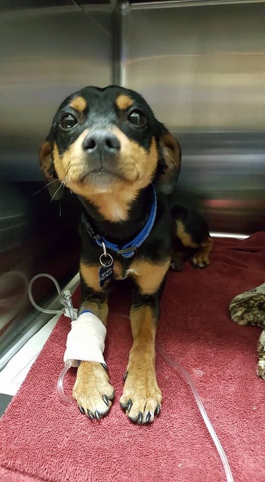 Mini Mutts Animal Rescue - GuideStar Profile