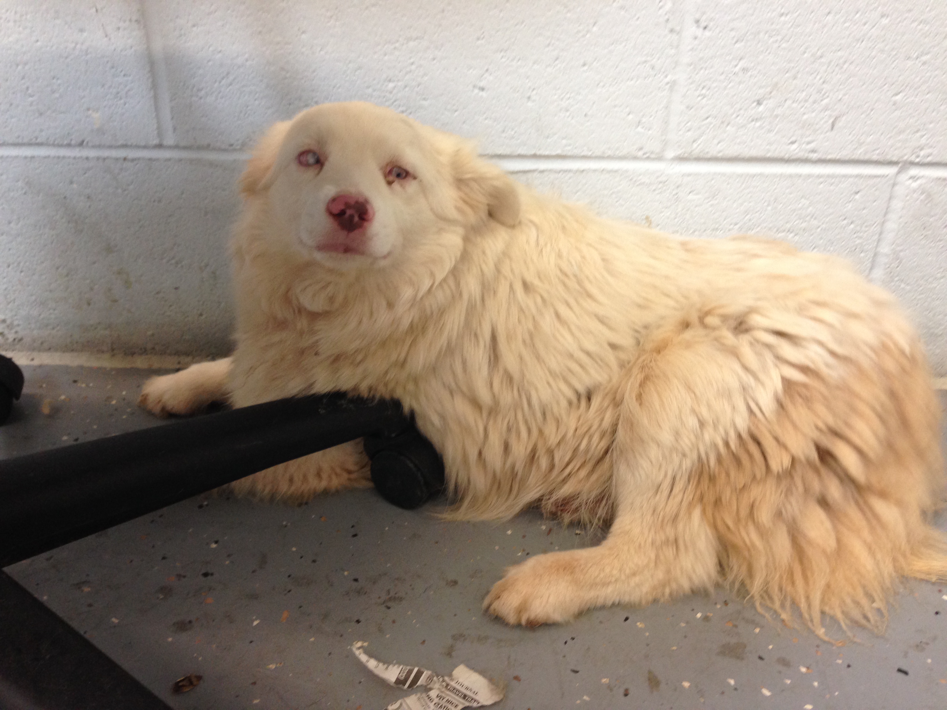 Short & Stumpy Pups Inc - GuideStar Profile
