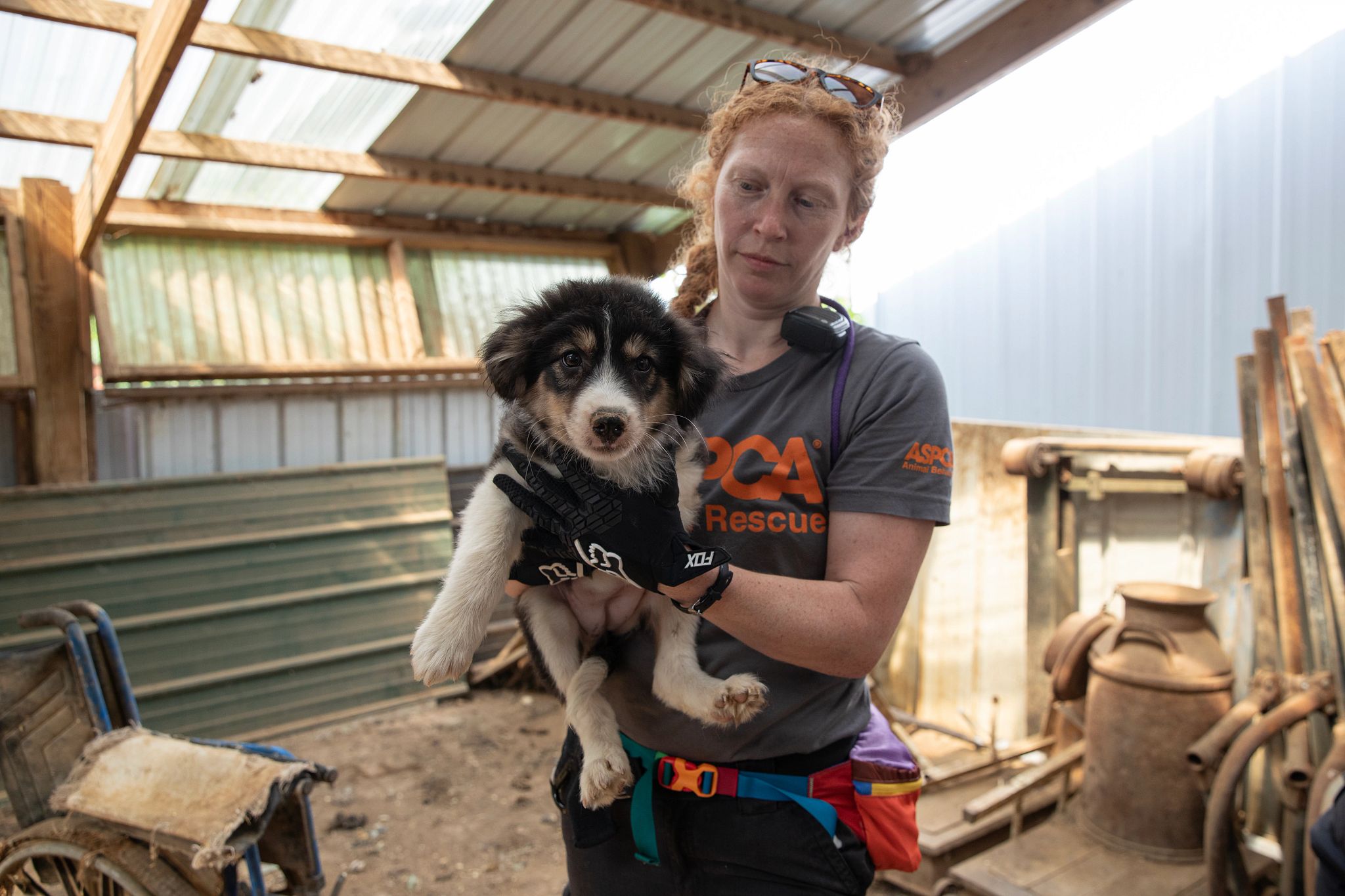 Aspca Rescue The American Society for the Prevention of Cruelty to Animals ...
