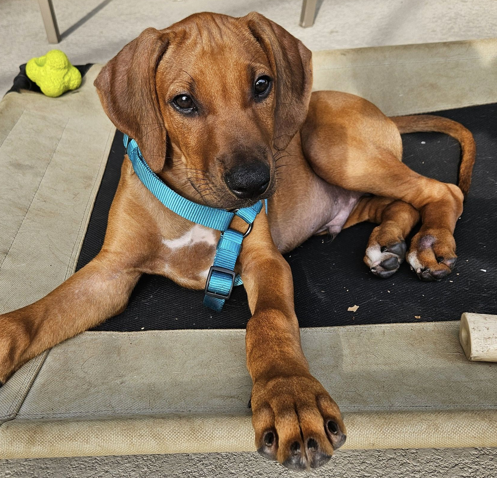 Rhodesian Ridgeback Rescue Organization Rhodesian Ridgeback Rescue Inc - GuideStar Profile