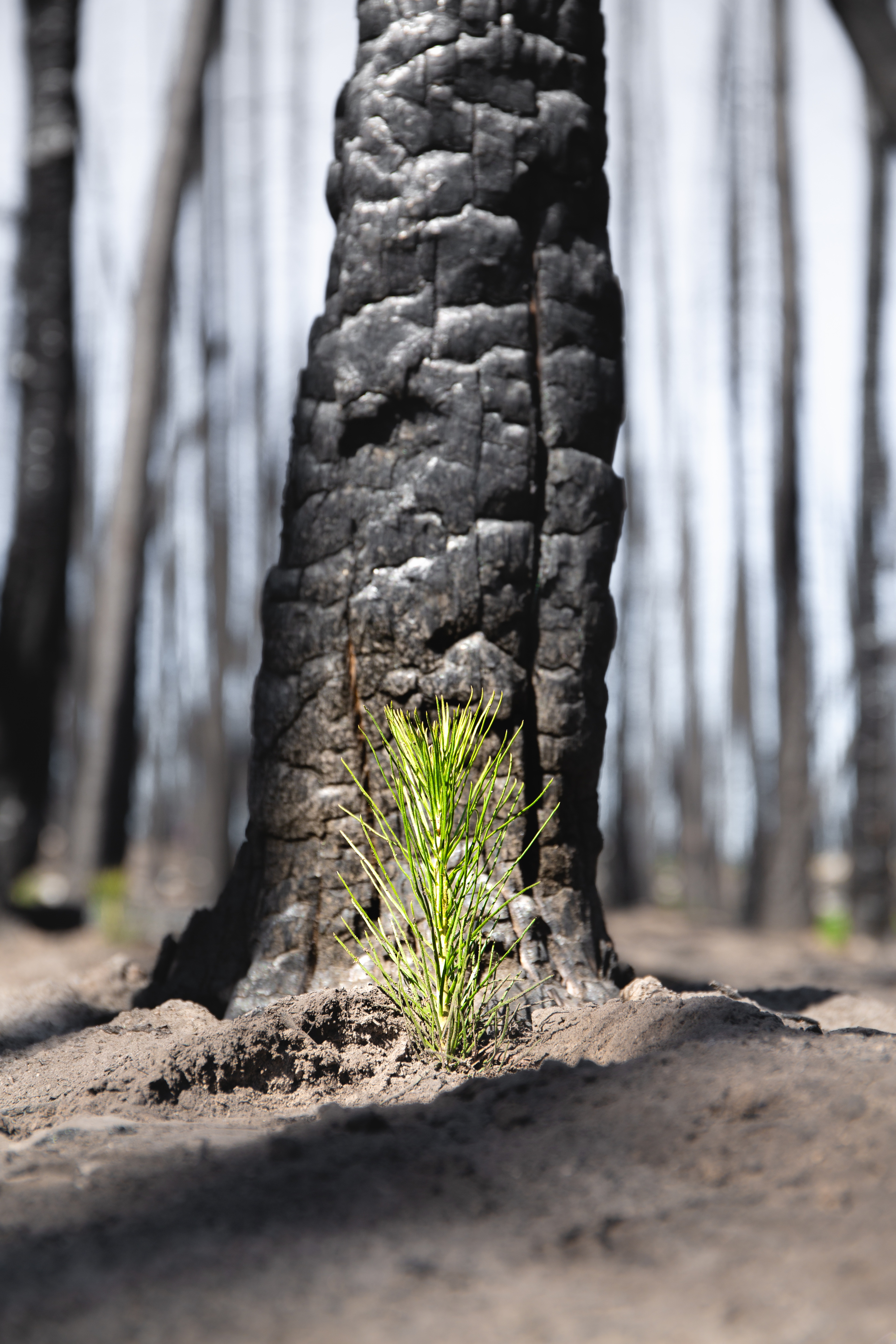 One Tree Sapling One Tree Planted Inc - GuideStar Profile
